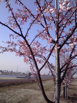 江戸川桜.jpg